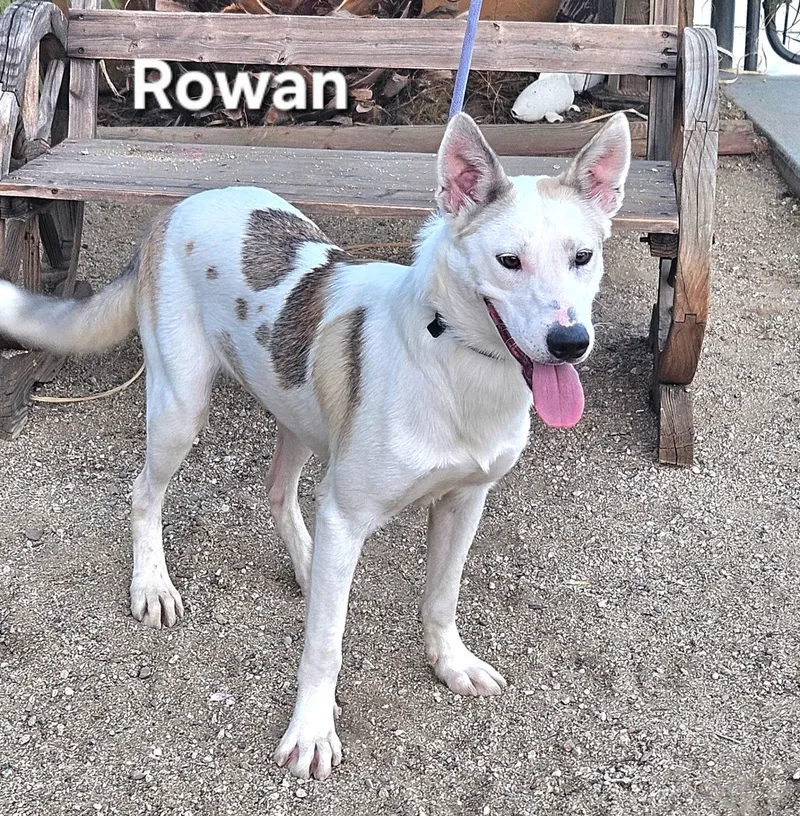 Rowan thumbnail 4