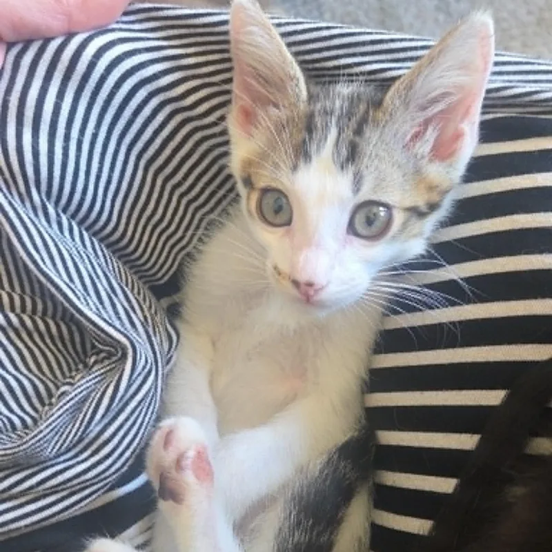 A baby small-sized male Domestic Short Hair cat named Smudge for adoption in Antioch, CA