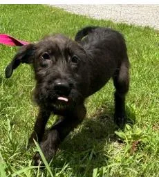 A baby medium-sized female Mixed Breed dog named Kibbles for adoption in West Chester, PA