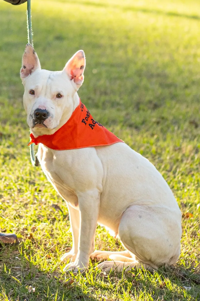 An adult medium-sized female White / Cream Bull Terrier dog named Winnie for adoption in Humble, TX