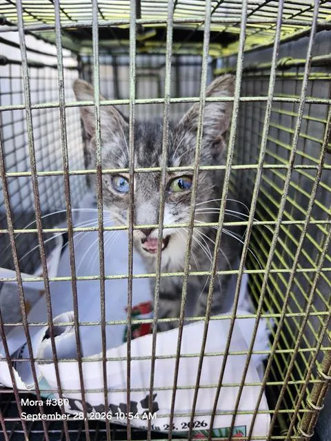 A baby small-sized male Domestic Short Hair cat named Leo for adoption in San Antonio, TX