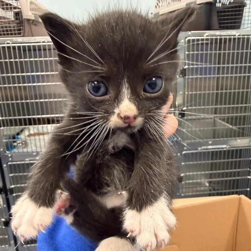 A baby small-sized male Black Domestic Short Hair cat named Printer Paper for adoption in Greensboro, NC