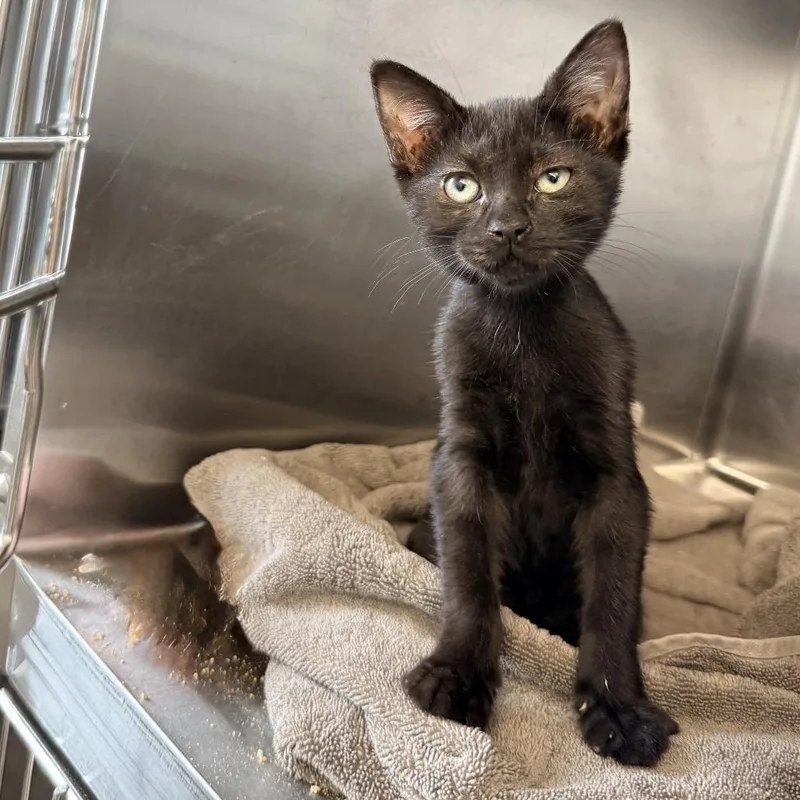 A baby small-sized female Black Domestic Short Hair cat named Harvest Cheddar for adoption in Palm Springs, CA
