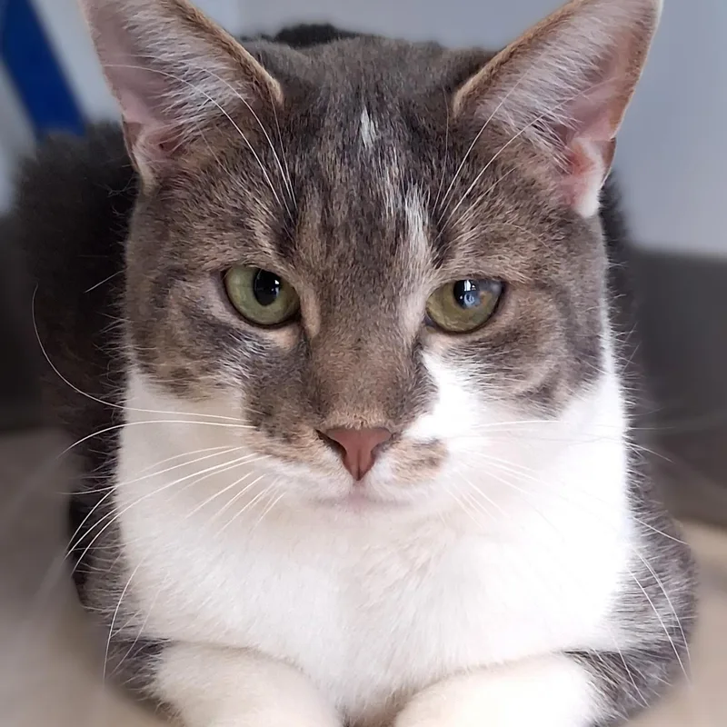 An adult medium-sized male Domestic Short Hair cat named Johnny for adoption in Belmont, NY