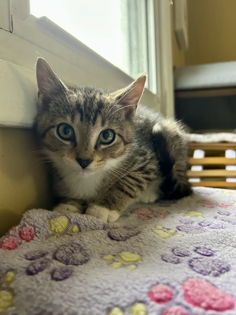 A baby small-sized male Tabby (Brown / Chocolate) Domestic Short Hair cat named Cameron for adoption in Bellmawr, NJ