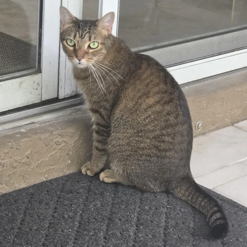 An adult medium-sized female Gray / Blue / Silver Domestic Short Hair cat named Mina for adoption in West Palm Beach, FL