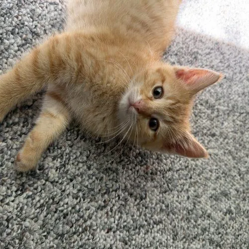 A baby small-sized male Tabby (Orange / Red) Domestic Short Hair cat named Tobias for adoption in Kenosha, WI