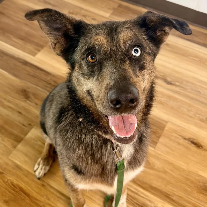 An adult large-sized female Mixed Breed dog named Nancy for adoption in St Joseph, MO