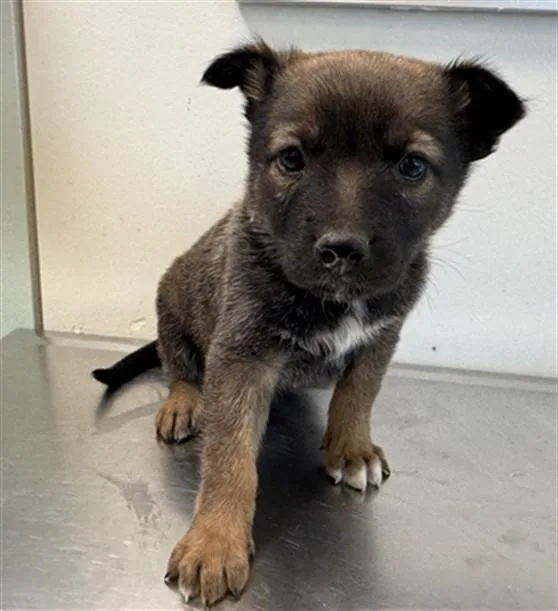 A baby small-sized female German Shepherd Dog dog named Gladys for adoption in Lancaster, CA