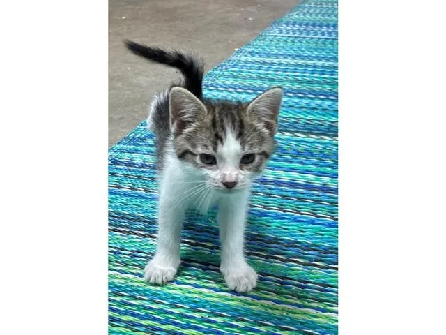 A baby small-sized male Domestic Short Hair cat named Bowee for adoption in Fort Wayne, IN
