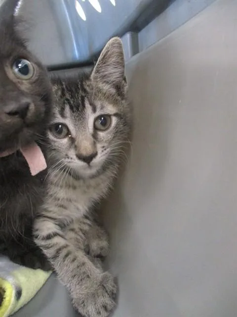 A baby small-sized female Domestic Short Hair cat named Diva for adoption in Ocala, FL