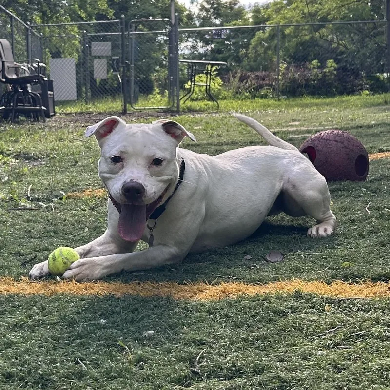 An adult medium-sized female White / Cream Mixed Breed dog named Venus for adoption in Oak Park, IL