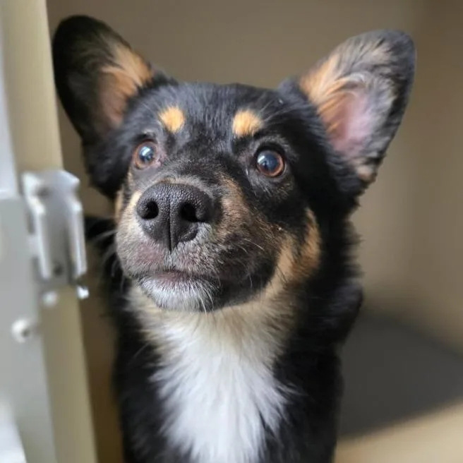 A young small-sized female Black Australian Kelpie dog named Cranberry for adoption in Concord, NC
