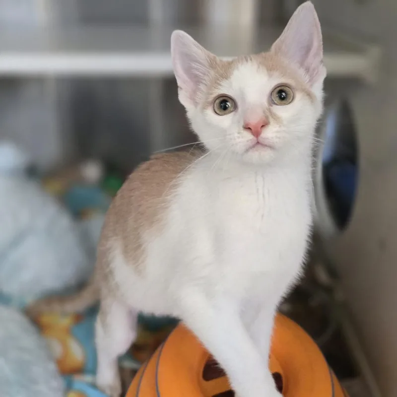 A baby small-sized female Buff / Tan / Fawn Domestic Short Hair cat named Kairi for adoption in Pittsburgh, PA