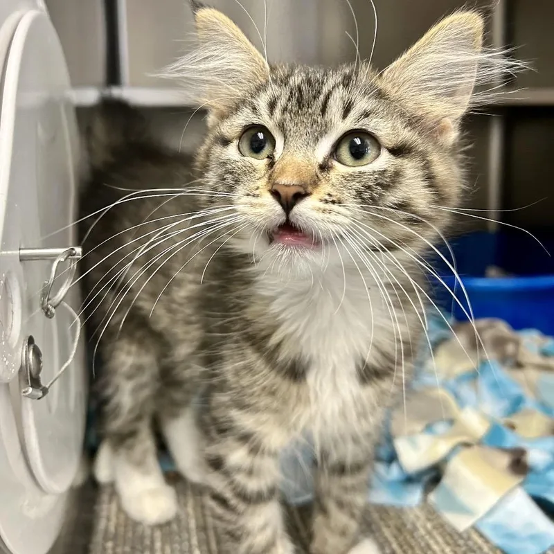 A baby small-sized female Brown / Chocolate Domestic Short Hair cat named Galadriel for adoption in Kanab, UT