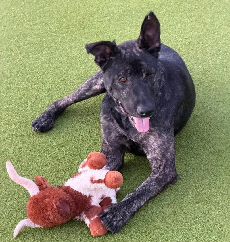 An adult large-sized female Brindle Dutch Shepherd dog named Sierra for adoption in Troy, AL
