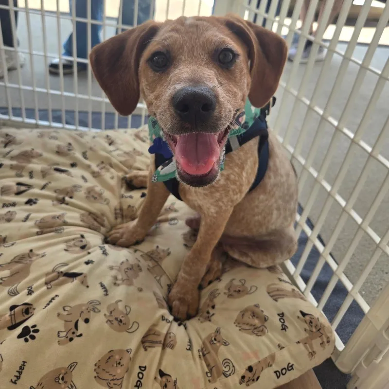A baby medium-sized male Red / Chestnut / Orange English Coonhound dog named Orion for adoption in Bessemer, AL