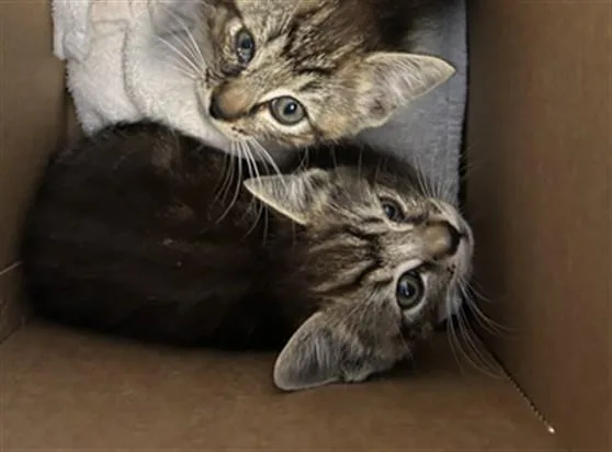 A baby small-sized male Domestic Short Hair cat named Kitkat for adoption in San Jose, CA