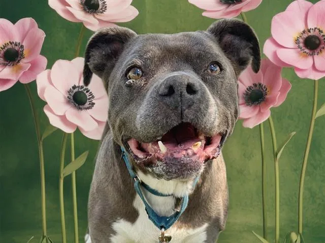 A senior large-sized female Pit Bull Terrier dog named Saleen for adoption in Martinez, CA