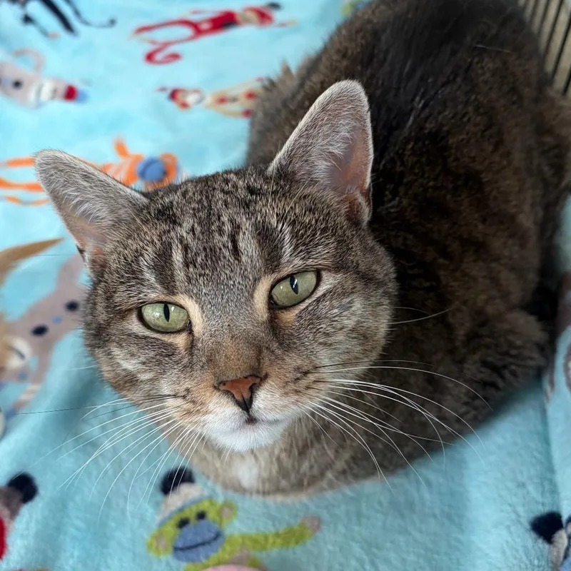 An adult medium-sized female Gray / Blue / Silver Domestic Short Hair cat named Gizmo for adoption in Deerfield, IL
