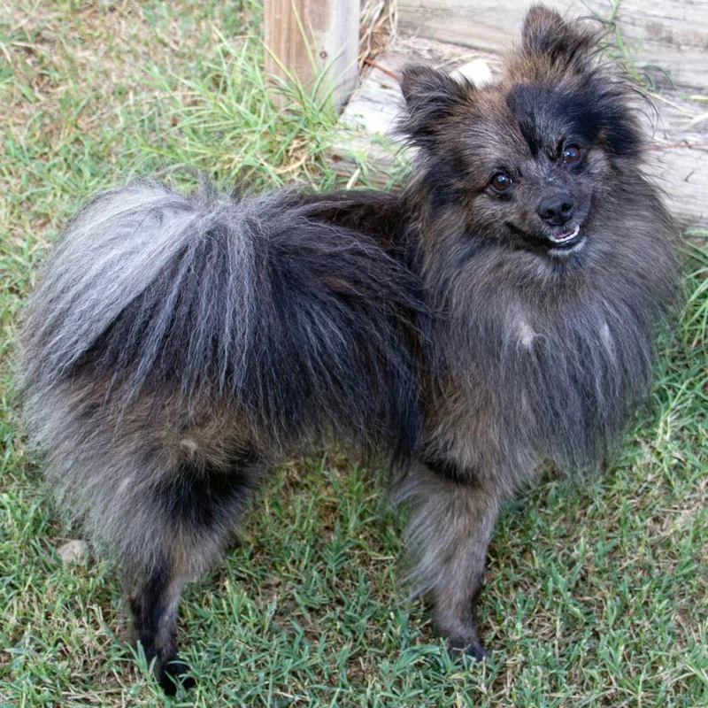 An adult small-sized male Black Pomeranian dog named Turbo for adoption in Wichita, KS