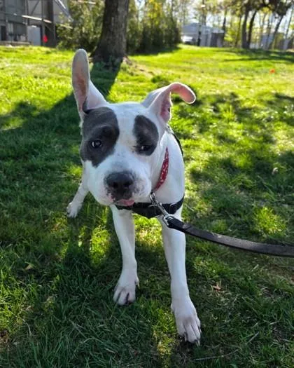 An adult medium-sized female Fox Terrier dog named Bella for adoption in Hamilton, NJ