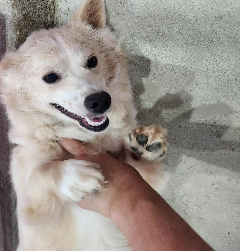 A baby small-sized female Spitz dog named Jane for adoption in Agoura Hills, CA