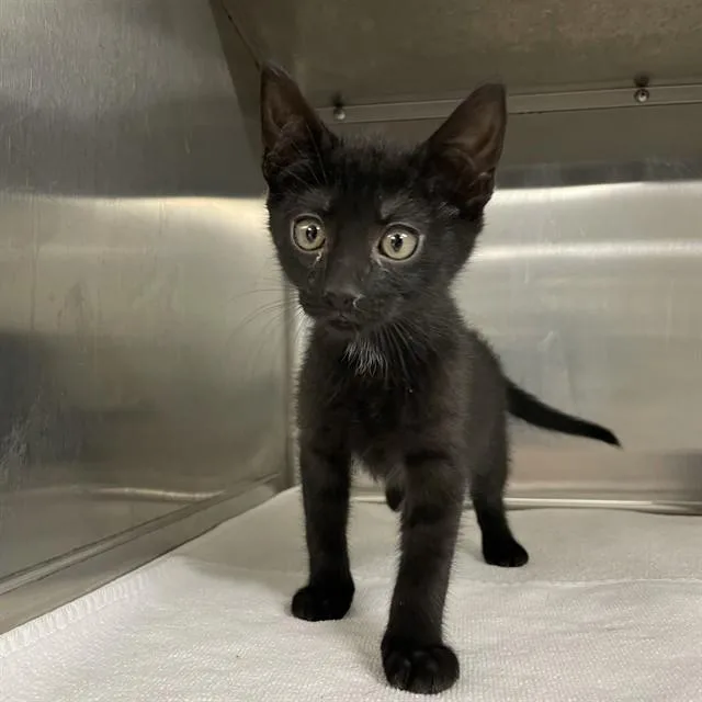 A baby small-sized male Domestic Short Hair cat named Midnight for adoption in Tallahassee, FL