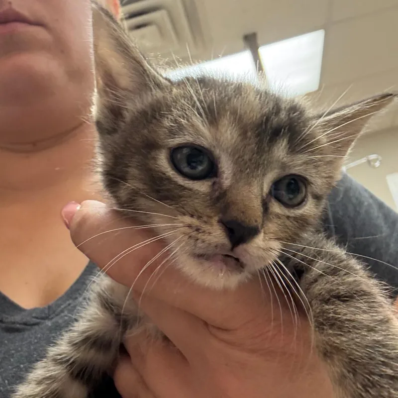A baby small-sized female Brown / Chocolate Domestic Short Hair cat named Mellie U for adoption in Tupelo, MS