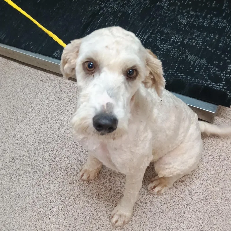 A young medium-sized female White / Cream Poodle dog named Refinery Regina for adoption in Ardmore, OK