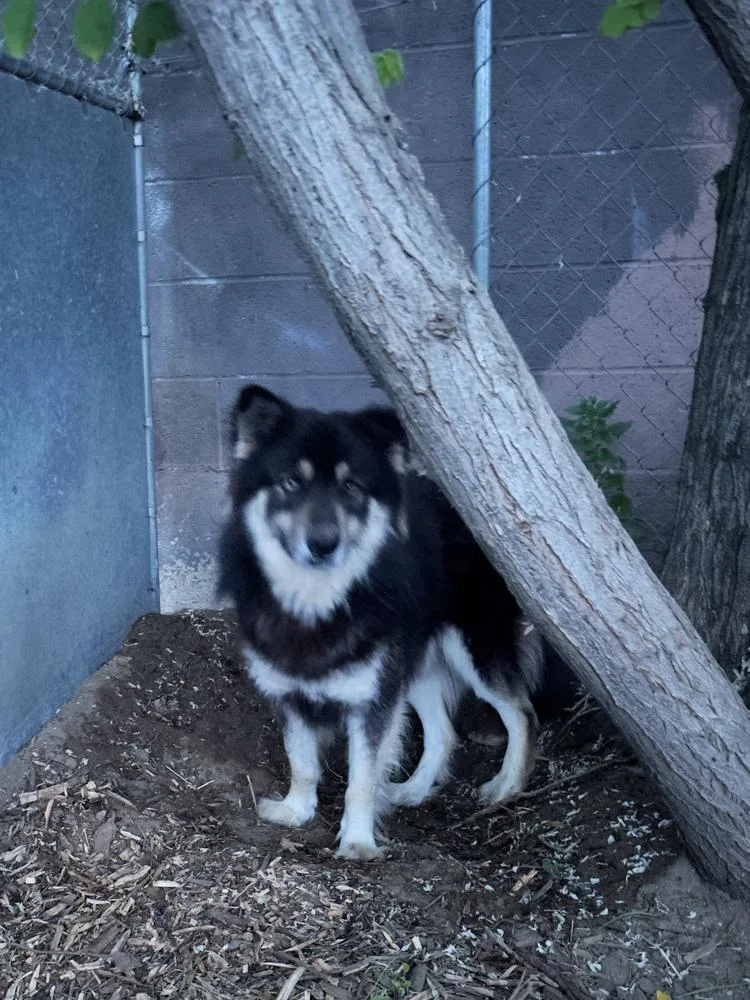 An adult medium-sized male Brown / Chocolate German Shepherd Dog dog named Gandalf for adoption in Tigard, OR