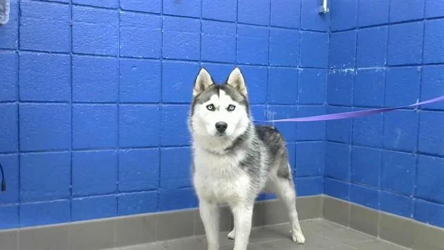 An adult medium-sized male Husky dog named Zeus for adoption in Albuquerque, NM