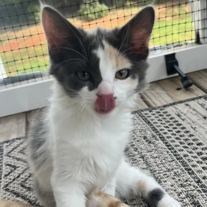 A baby small-sized female Domestic Long Hair cat named Bella for adoption in Lynchburg, VA
