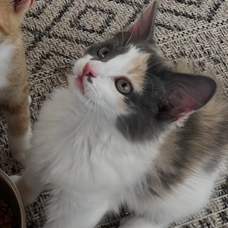 Bella thumbnail 2