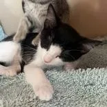 A baby small-sized male Domestic Short Hair cat named Mj Butler Campus for adoption in Flagstaff, AZ