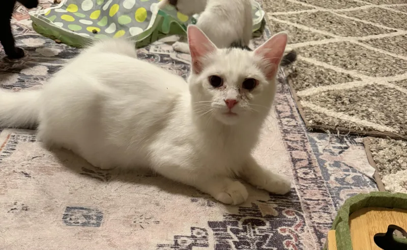 A young medium-sized female White Domestic Medium Hair cat named Stark for adoption in Murfreesboro, TN