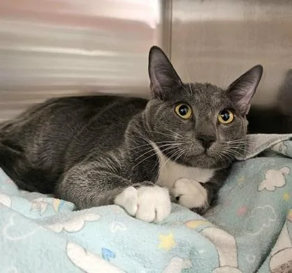 An adult small-sized male Domestic Short Hair cat named Jude for adoption in Phoenix, AZ