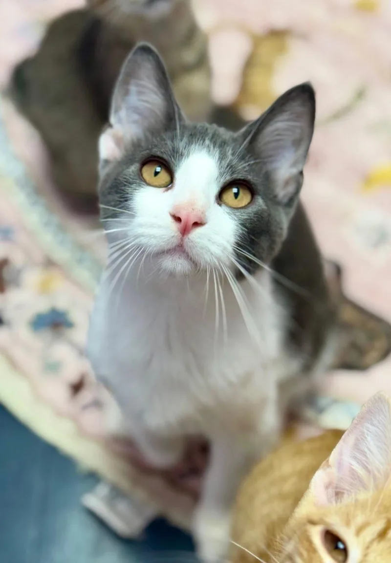 A baby medium-sized male Gray & White Domestic Short Hair cat named Abbot for adoption in Covington, LA