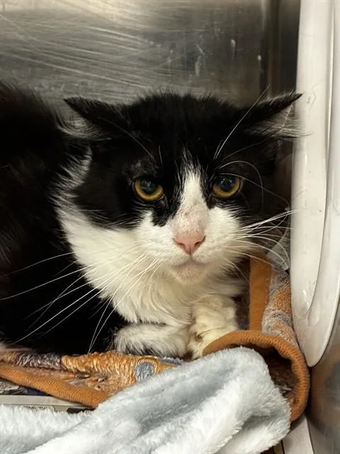 A young large-sized male Domestic Short Hair cat named Stinky for adoption in Fort Lauderdale, FL