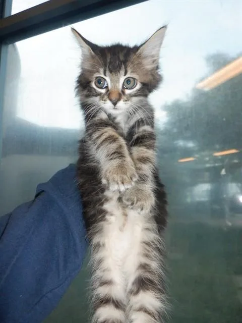 A baby small-sized female Domestic Short Hair cat named Waffles for adoption in San Jose, CA