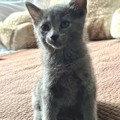 A baby small-sized female Gray / Blue / Silver Domestic Short Hair cat named Graphite for adoption in South Elgin, IL