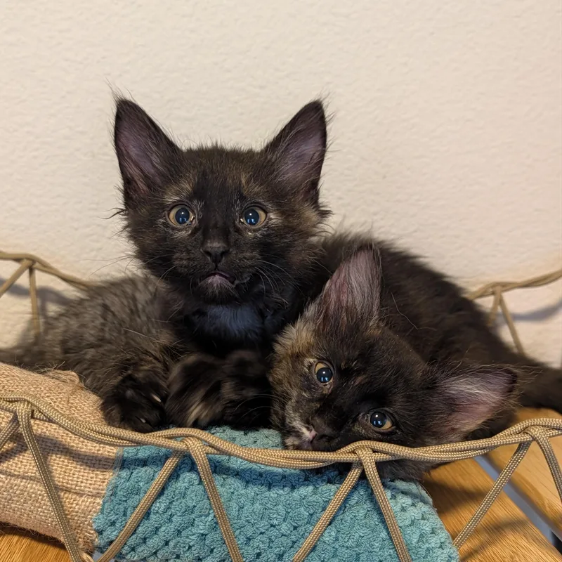 A baby small-sized female Tortoiseshell Domestic Short Hair cat named Velma bonded to Daphne for adoption in Portland, OR