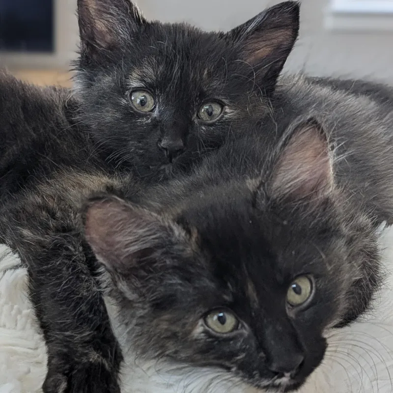 Velma bonded to Daphne thumbnail 3