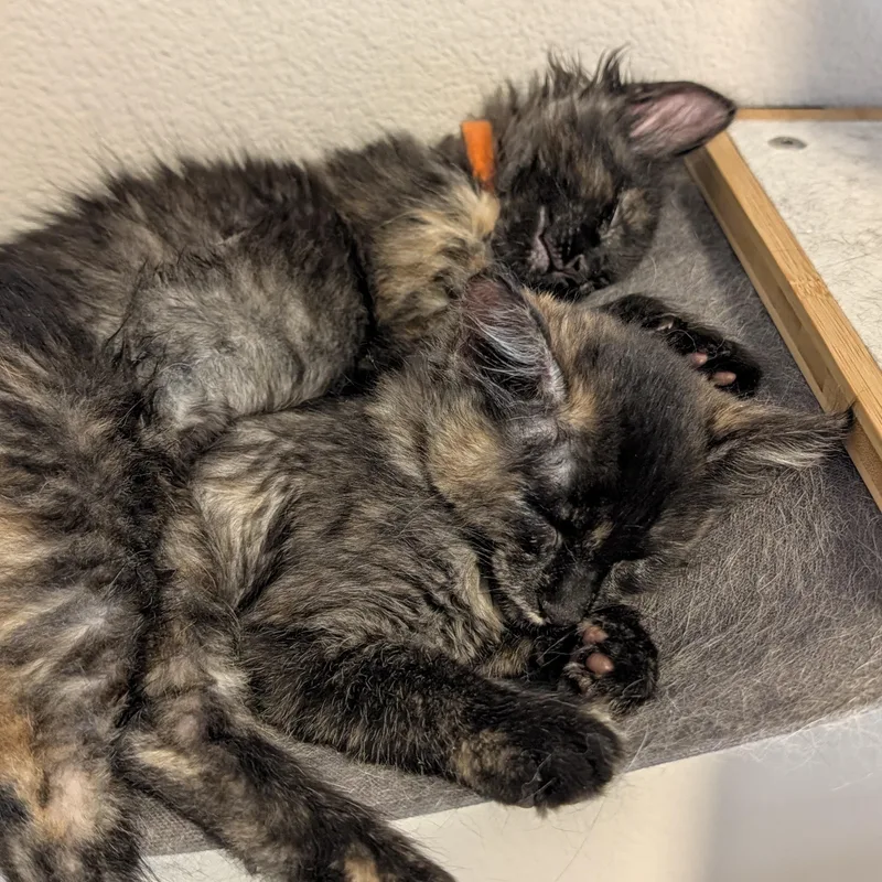 Velma bonded to Daphne thumbnail 4