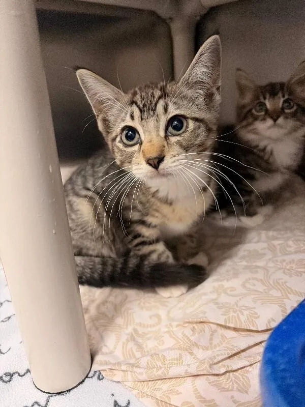 A baby small-sized female Domestic Short Hair cat named Skink for adoption in Saint Charles, MO