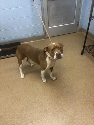 An adult large-sized male Mixed Breed dog named Gucci for adoption in Chamblee, GA