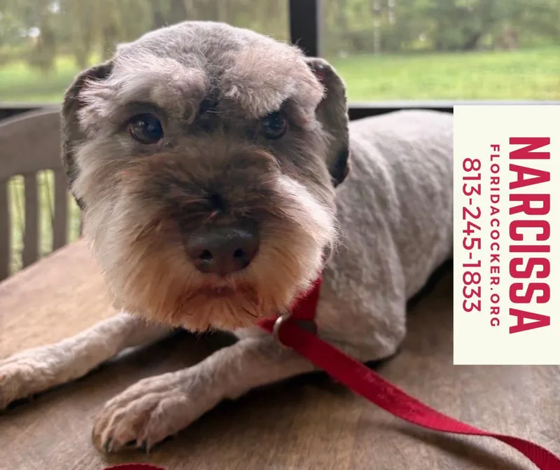 An adult small-sized female Miniature Schnauzer dog named Narcissa for adoption in Land O Lakes, FL