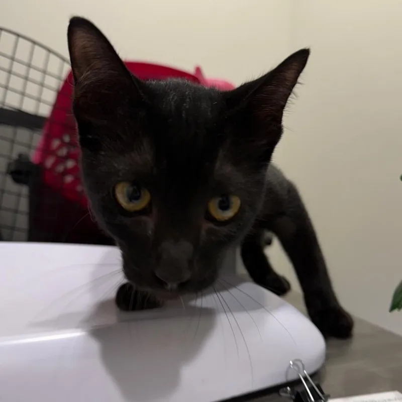 Salem