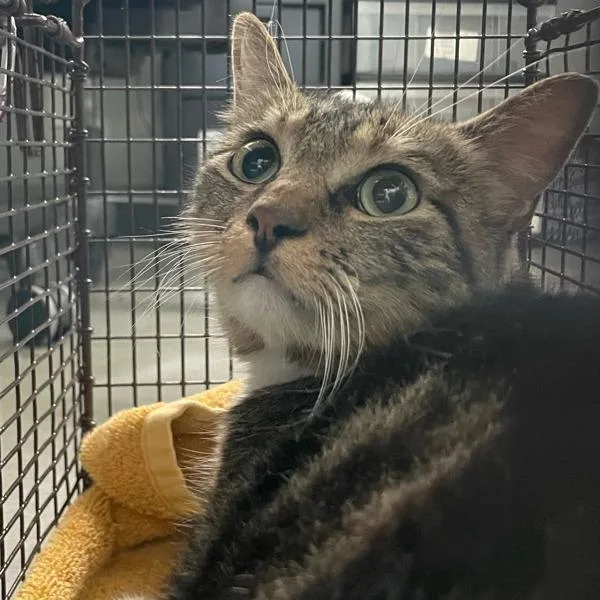 An adult small-sized male Domestic Short Hair cat named Oshie for adoption in Des Moines, IA