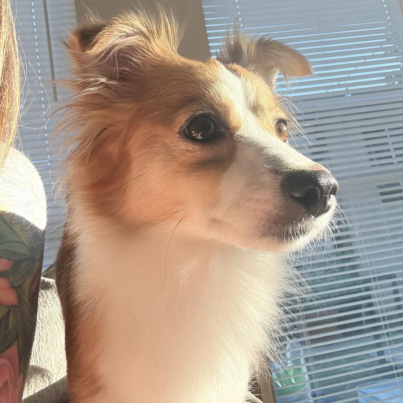 Millie thumbnail 6